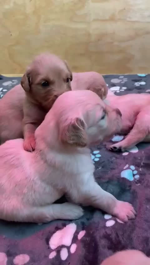 Golden Retriever cani in vendita: Golden Retriver  - Video 4