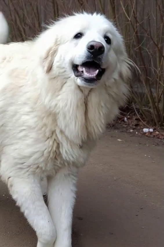 Cane da Montagna dei Pirenei cani in regalo: Cucciolone Patou raggio di luna: candido e buono - Video 1