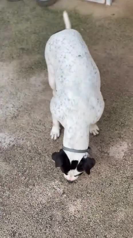 Meticcio cani in regalo: 2 anni, Dolcissima, mini mollossina.  - Video 1