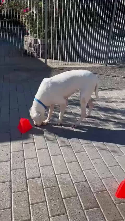 Dogo Argentino cani in regalo: LOLA DOGO ARGENTINO - Video 2