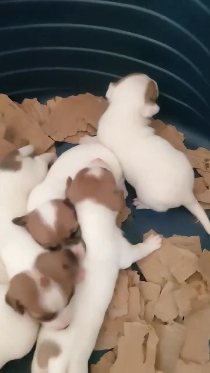 Jack Russell cani in vendita: Cuccioli di Jack Russell a Provincia di Caserta - Video 1