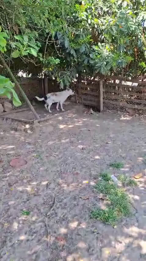 Meticcio cani in regalo: MARIO  a Provincia di Avellino - Video 3