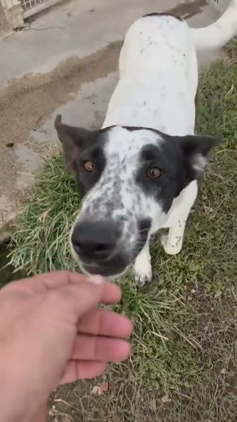 Meticcio cani in regalo: Jessica: cucciolona taglia media socievole  - Video 2