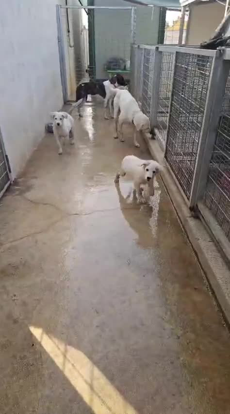 Meticcio cani in regalo: Kinder: dolcissimo cerca nuova famiglia  - Video 1