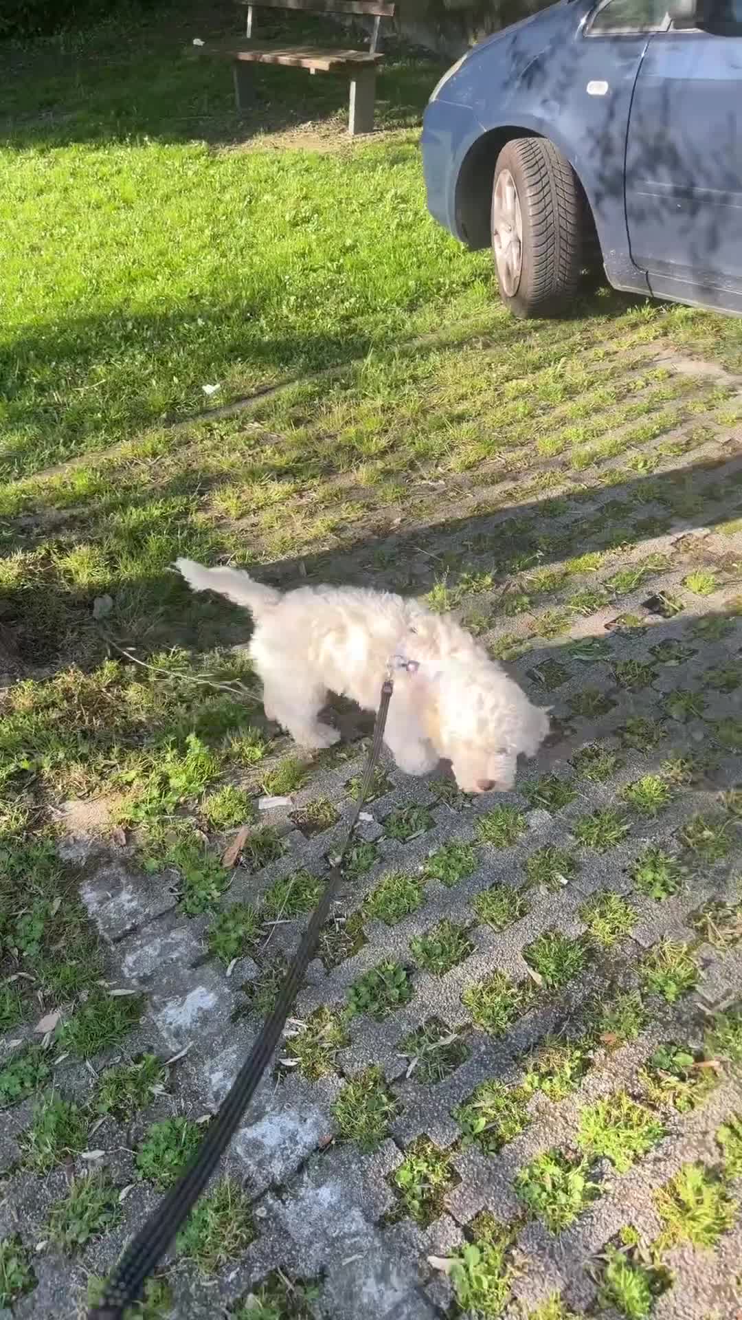 Lagotto cani in vendita: Lagotto Romagnolo  a Provincia di Vicenza - Video 1