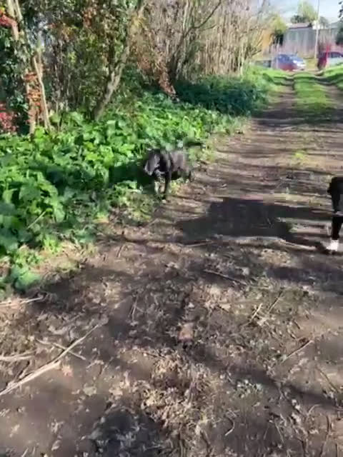 Meticcio cani in regalo: ALMA giovanissima dolce coccolona! - Video 2