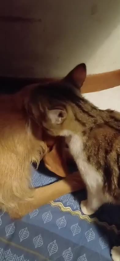 Meticcio cani in regalo: Flora, simil segugio!  - Video 1