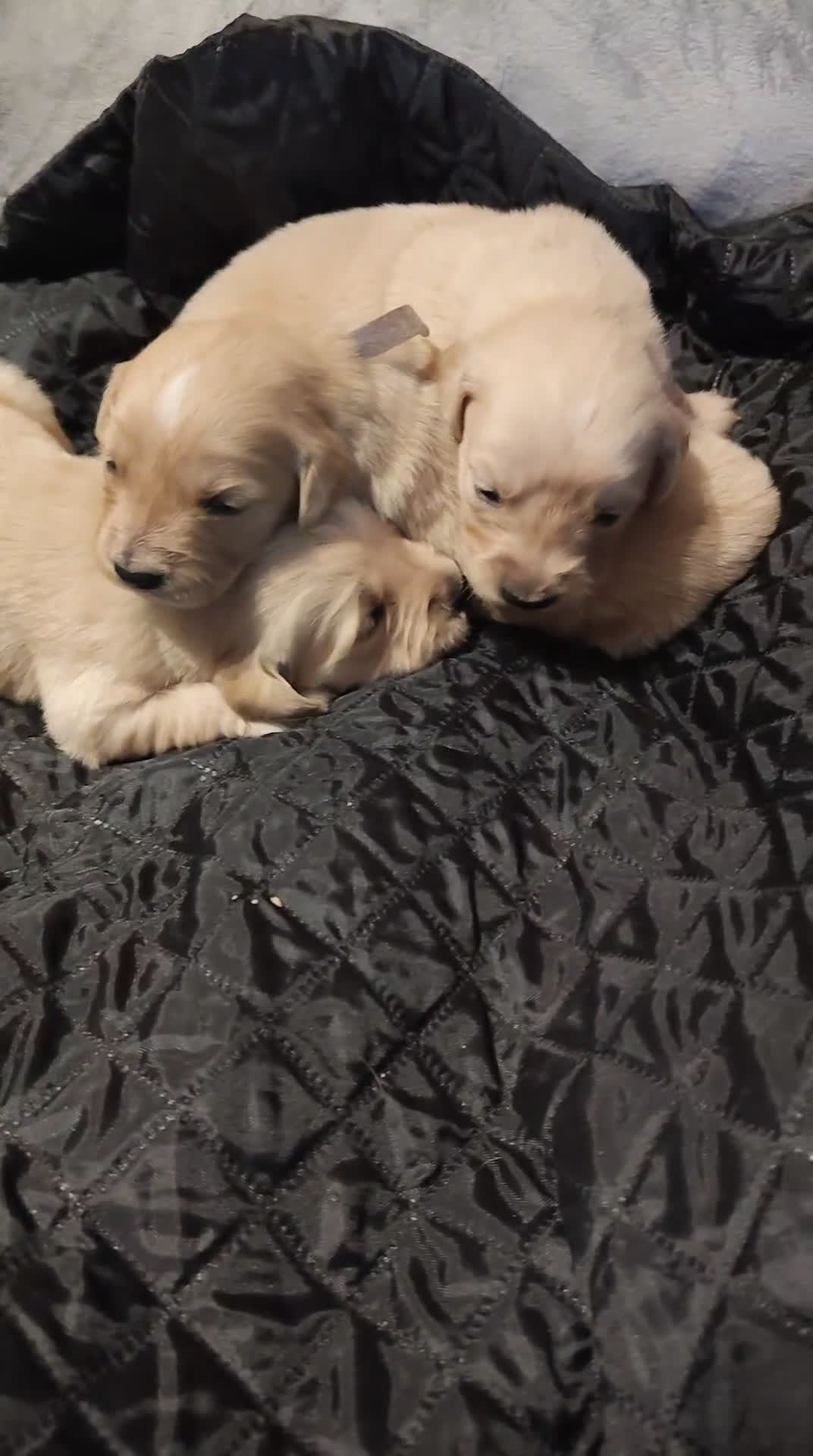 Golden Retriever cani in vendita: Golden retriever  - Video 2