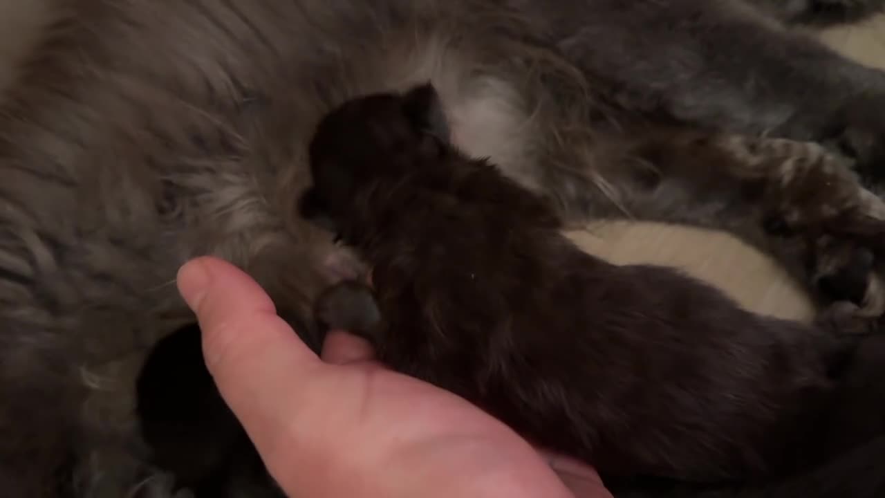 Maine Coon gatti in vendita: Cuccioli di maine coon  - Video 2