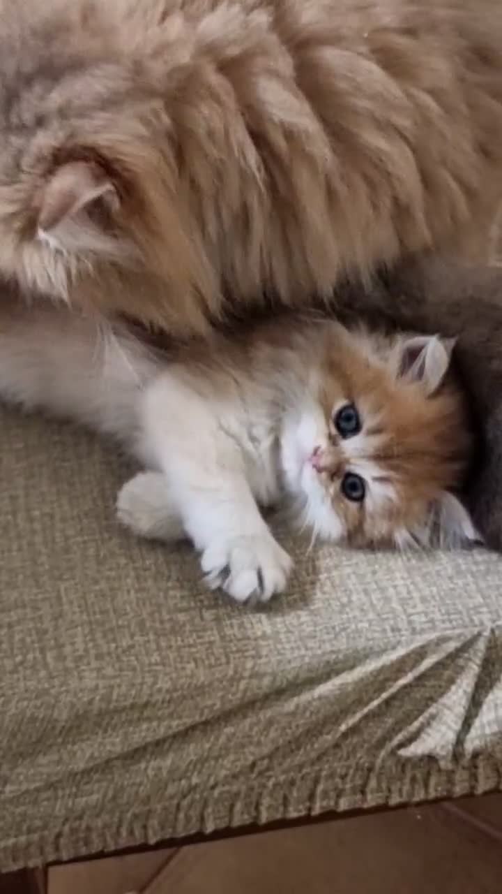 British gatti in vendita: Gattini british longhair  - Video 1