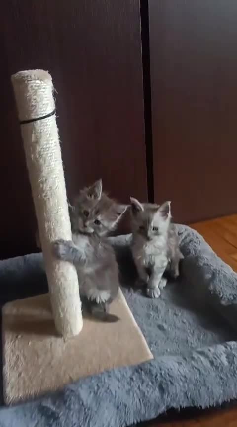 Maine Coon gatti in vendita: SPLENDIDA CUCCIOLATA  - Video 5