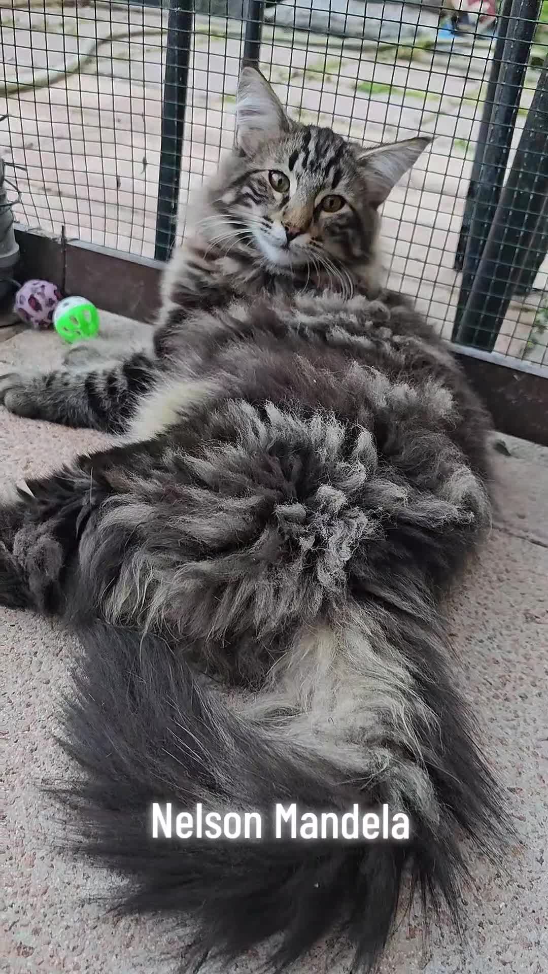 Norvegese gatti in vendita: Cuccioli di Norvegese delle Foreste - Video 2