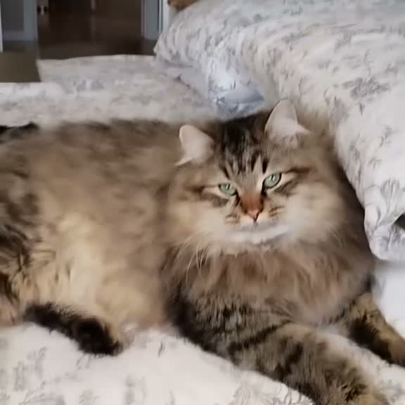Siberiano gatti in vendita: SIBERIANA GATTA IPOALLERGENICA - Video 1