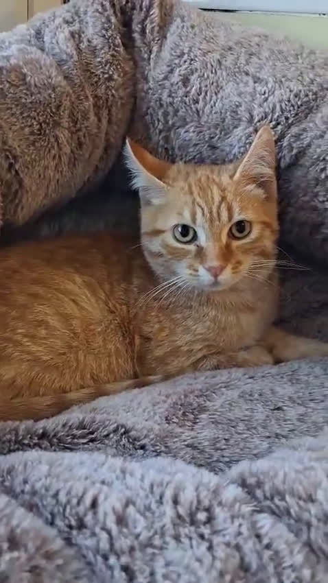 Europeo gatti in regalo: Mi chiamo 🧡#Garfield, - Video 1