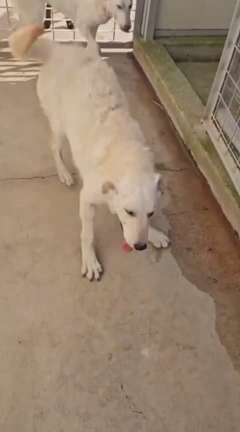 Meticcio cani in regalo: Chiara: 1 anno, socievole ed equilibrata - Video 2