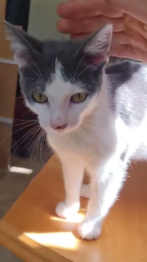 Europeo gatti in regalo: Gattino maschio 4 mesi buonissimo  - Video 1