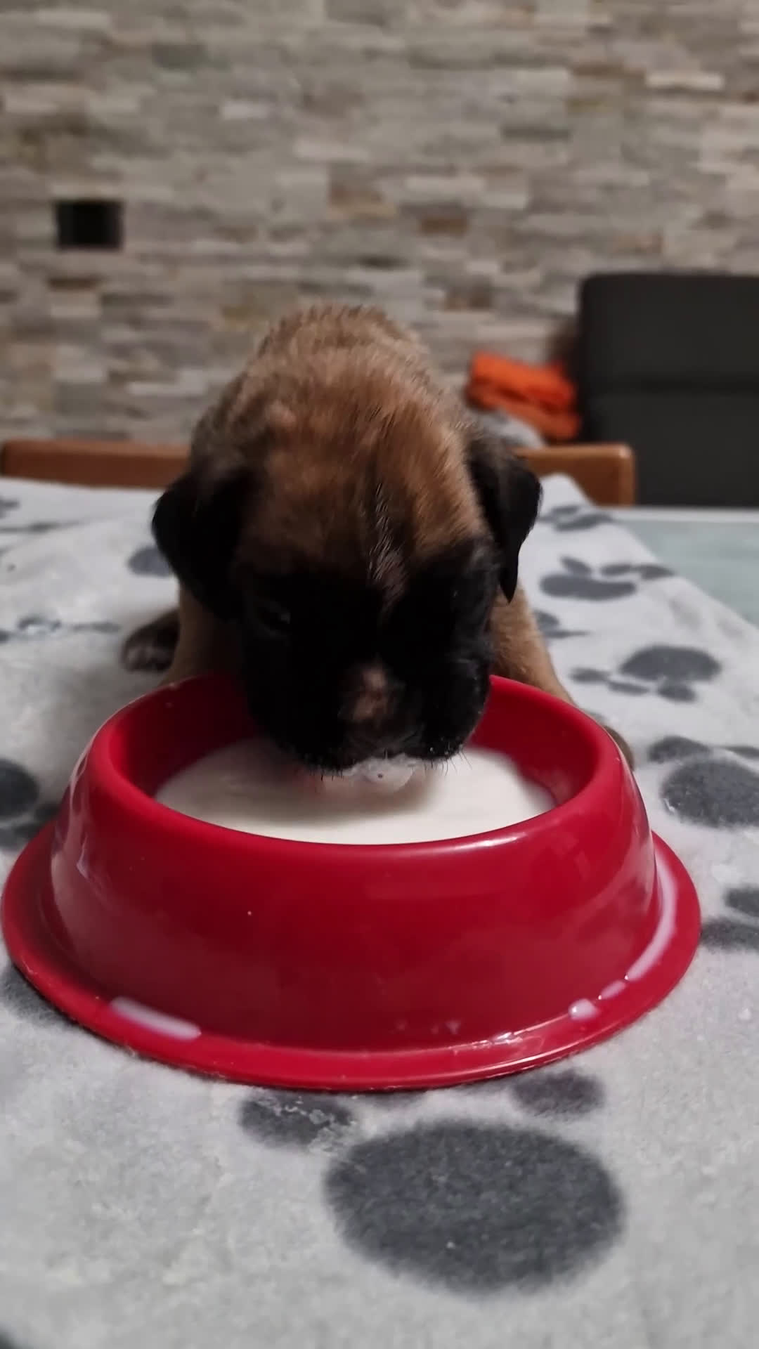 Boxer cani in vendita: Boxer cuccioli con pedigree - Video 1