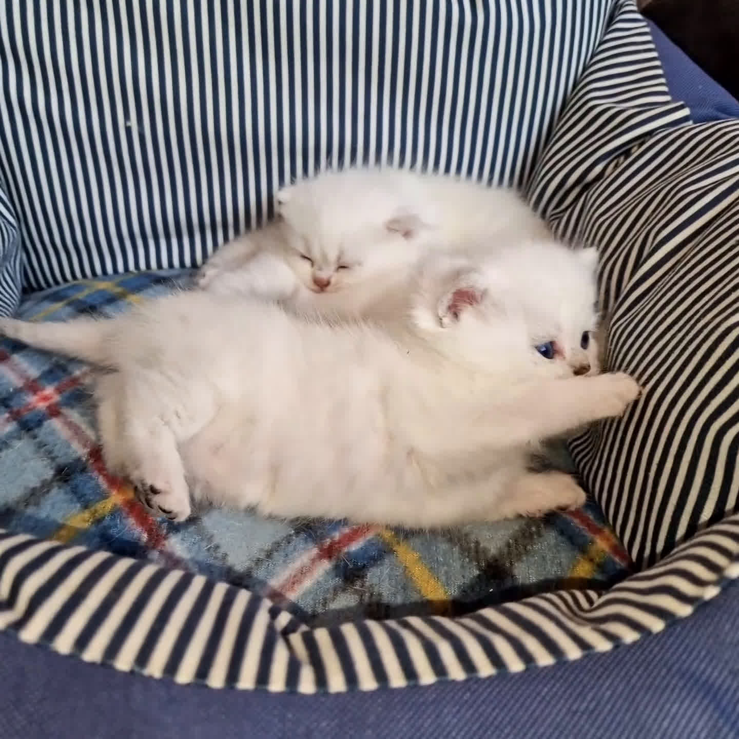 British gatti in vendita: British shorthair e longhair  - Video 1