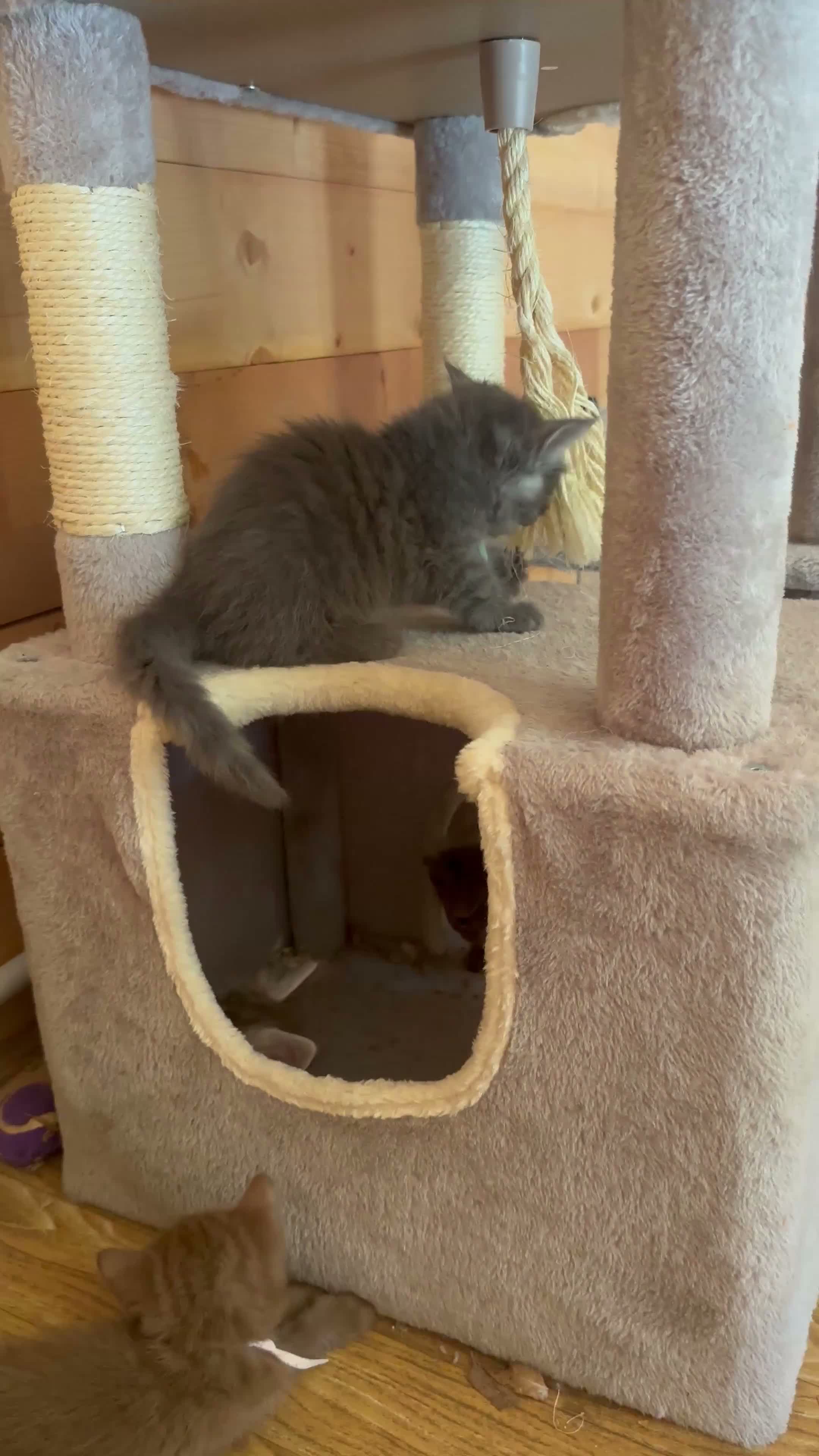 Maine Coon gatti in vendita: Cuccioli Blue e Blue Silver tabby - Video 1