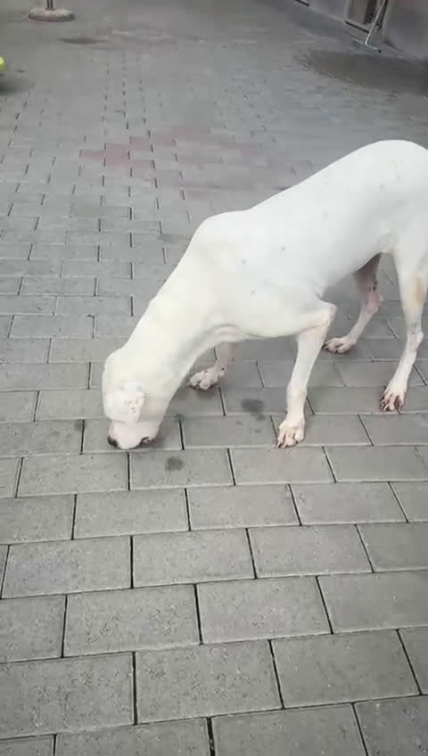 Meticcio cani in regalo: LOLA DOGO ARGENTINO - Video 3