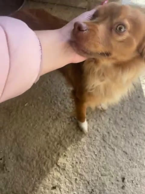 Meticcio cani in regalo: TAGLIE PICCOLE : MEMOLE E CANGU - Video 1