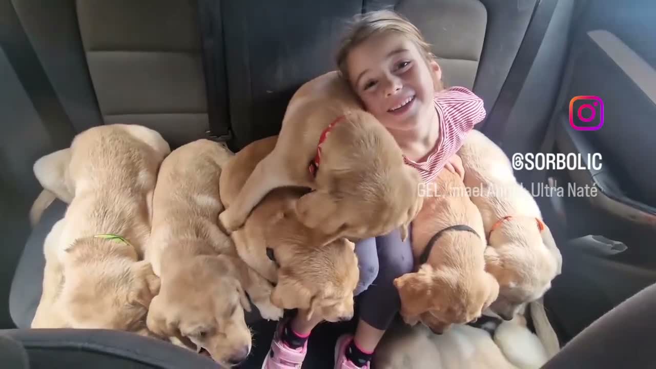 Labrador cani in vendita: LABRADOR ALTA GENEALOGIA - FIGLI DI CAMPIONE ENCI - Video 2