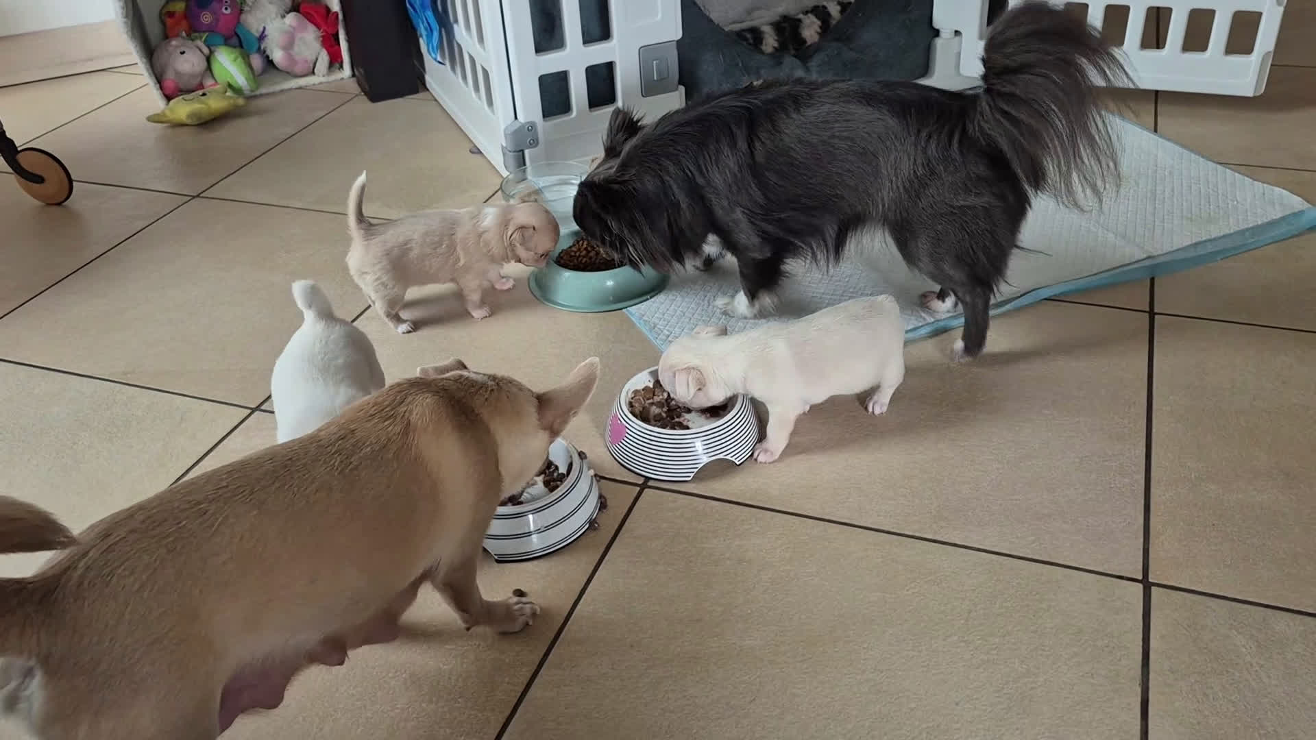 Chihuahua cani in vendita: Chihuahua con pedigree - Video 1