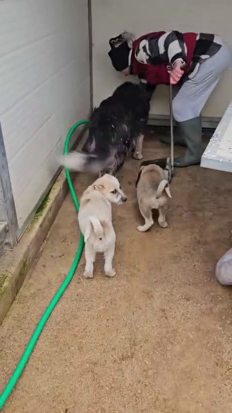 Meticcio cani in regalo: ROSALIA: GIOVANE MAMMINA EQUILIBRATA DOLCISSIMA  - Video 1