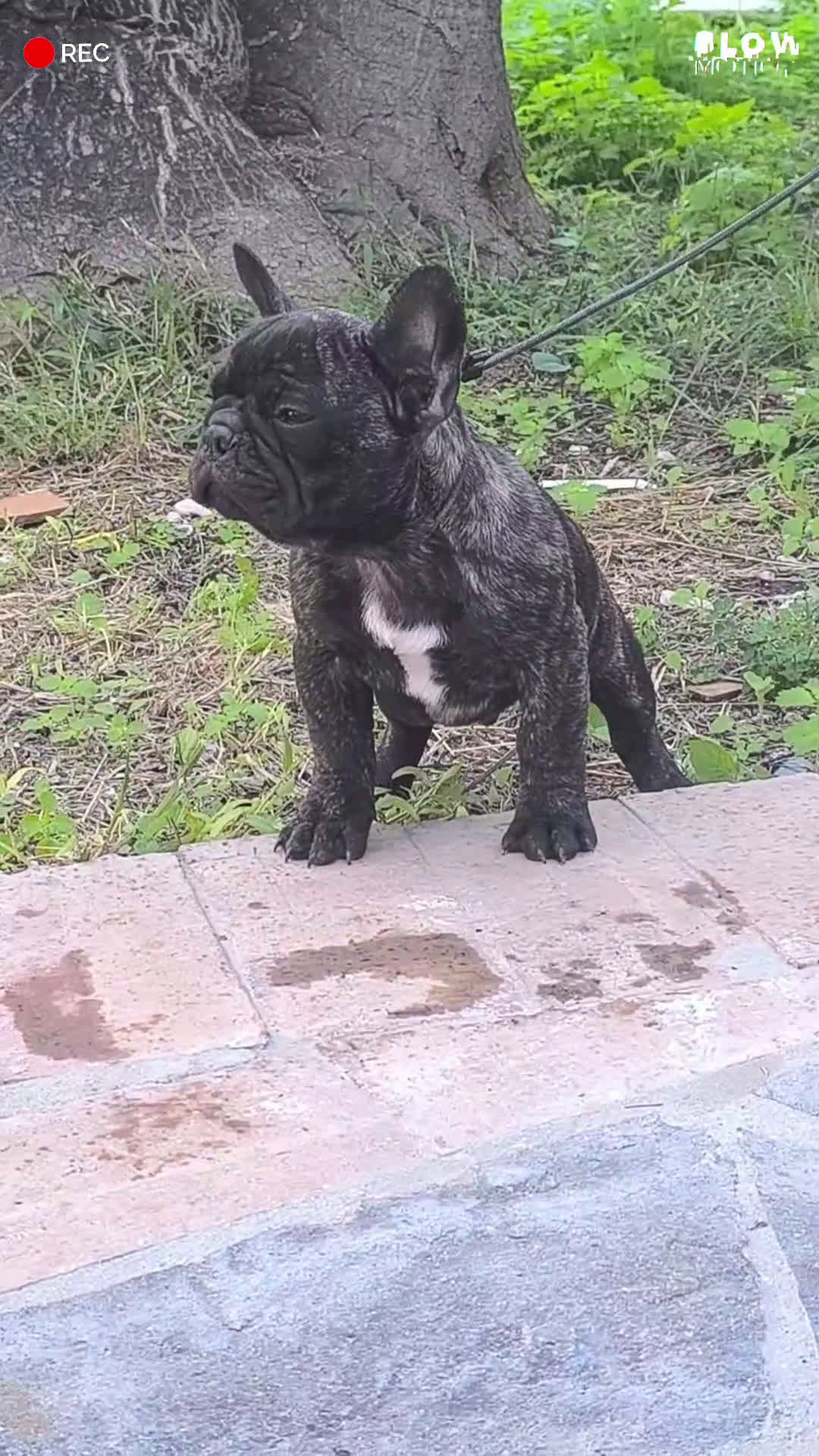 Bulldog Francese cani in vendita: Bulldog francese cuccioli enci a Provincia di Salerno - Video 1