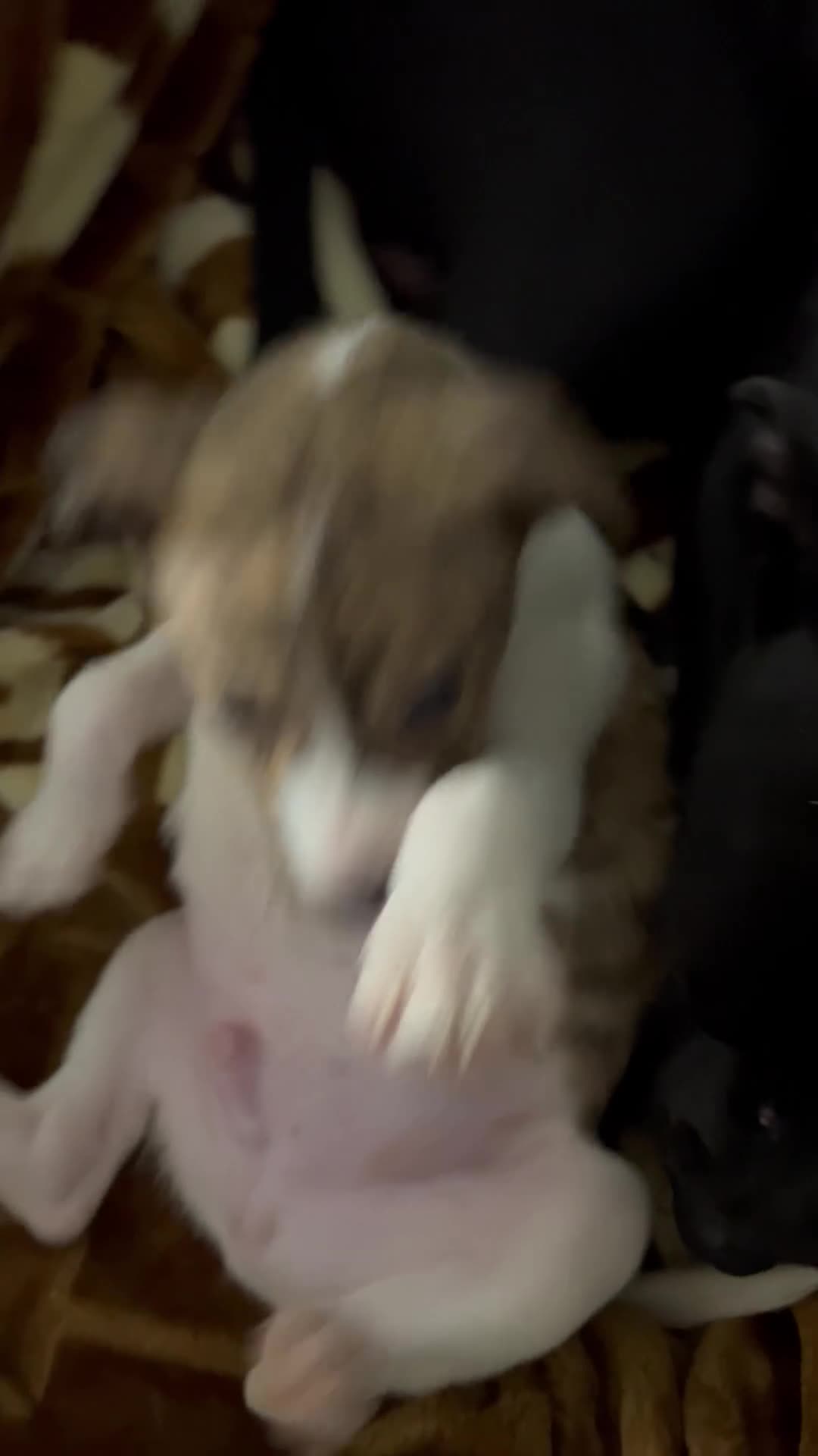 Meticcio cani in vendita: Cuccioli  a Provincia di Brescia - Video 1