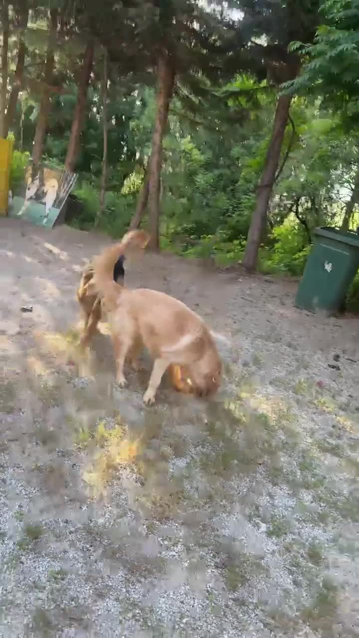 Border Collie cani in regalo: Mila, splendida Border Collie - Video 2