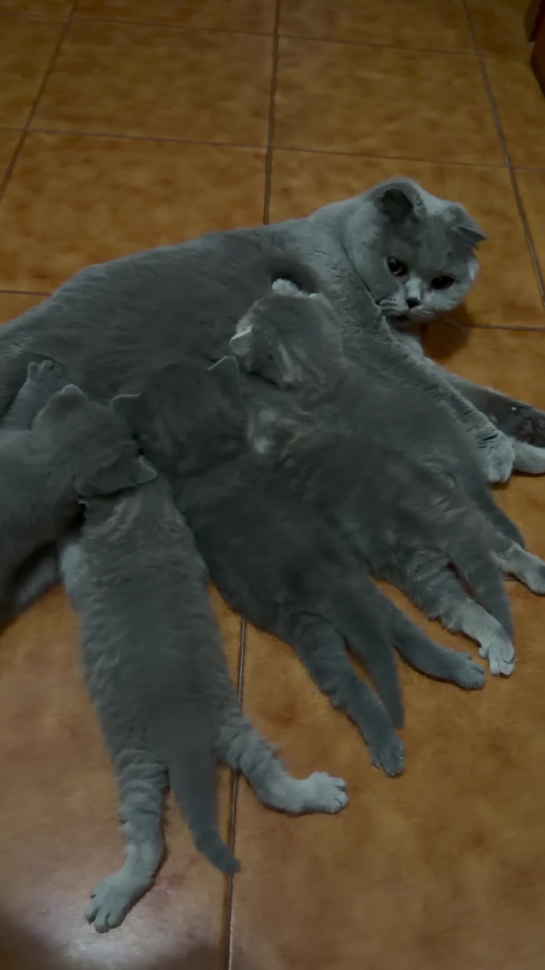 Scottish gatti in vendita: Cuccioli Scottish Fold e Straight - Video 2