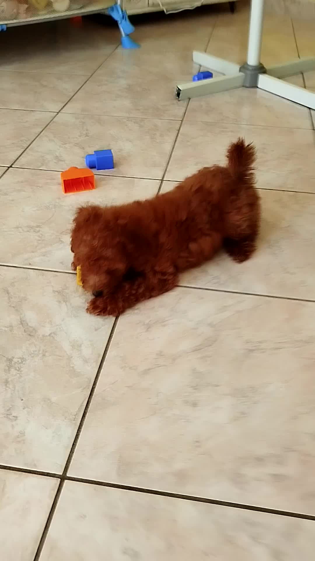 Barboncino cani in vendita: Barboncini Red - Video 1