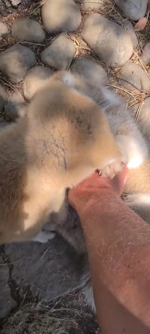 Akita Inu cani in vendita: CUCCIOLI DI AKITA LOMBARDIA - Video 1