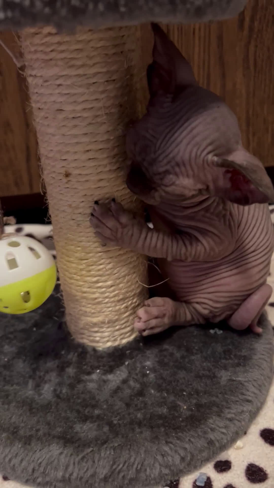 Sphynx gatti in vendita: Sphynx  a Città metropolitana di Roma Capitale - Video 1