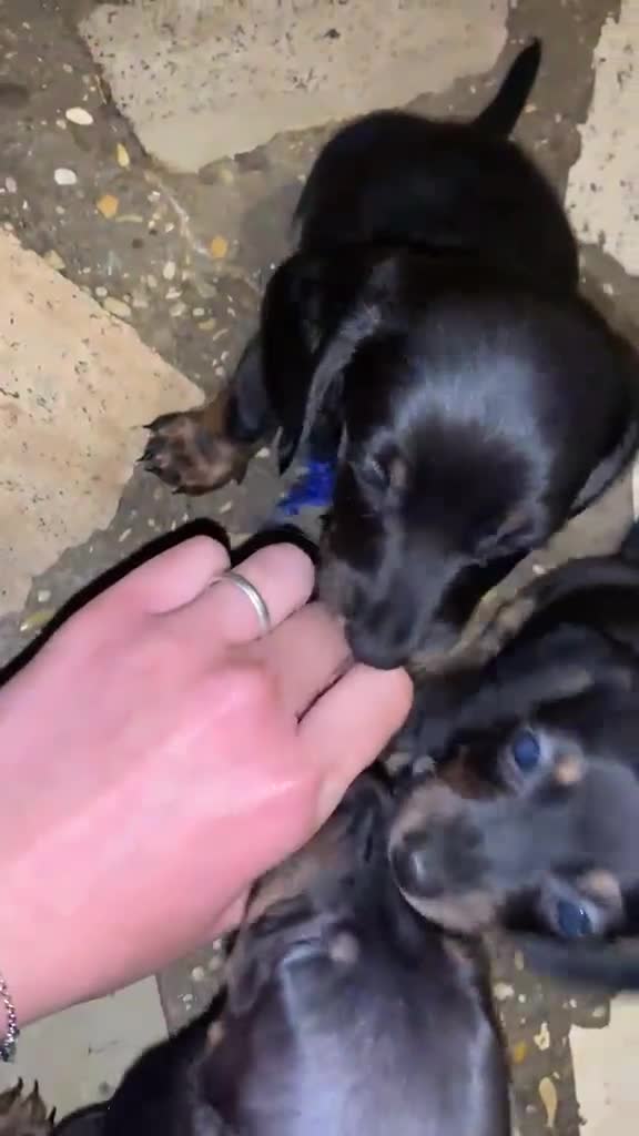 Bassotto cani in vendita:  cuccioli di bassotto in vendita  a Città metropolitana di Roma Capitale - Video 2