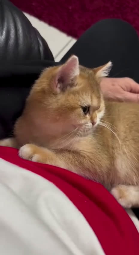 British gatti in vendita: Cucciolo british golden con pedigree  - Video 3