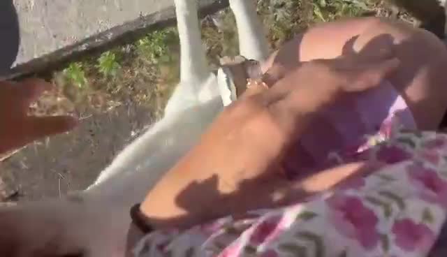 Meticcio cani in regalo: Cuccioli simil labrador  - Video 1