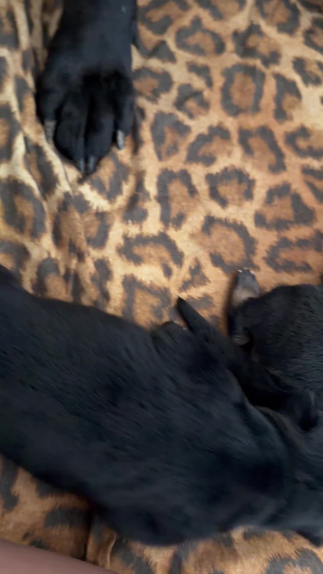Pastore Tedesco cani in vendita: 4 cucciole Pastori Tedeschi Neri - Video 1