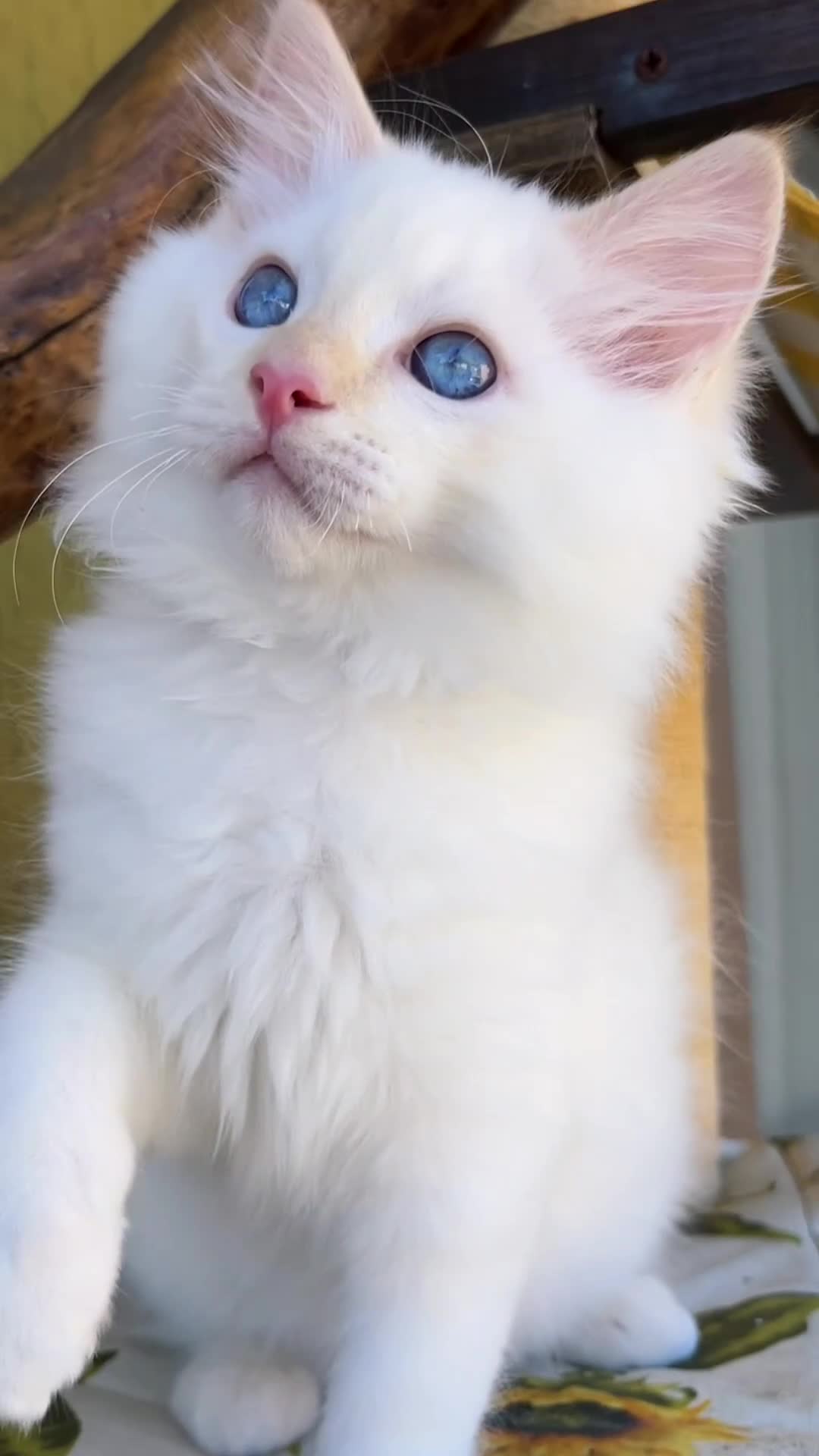 Ragdoll gatti in vendita: Middle Earth Nagga Ragdoll Red Colourpoint  - Video 1