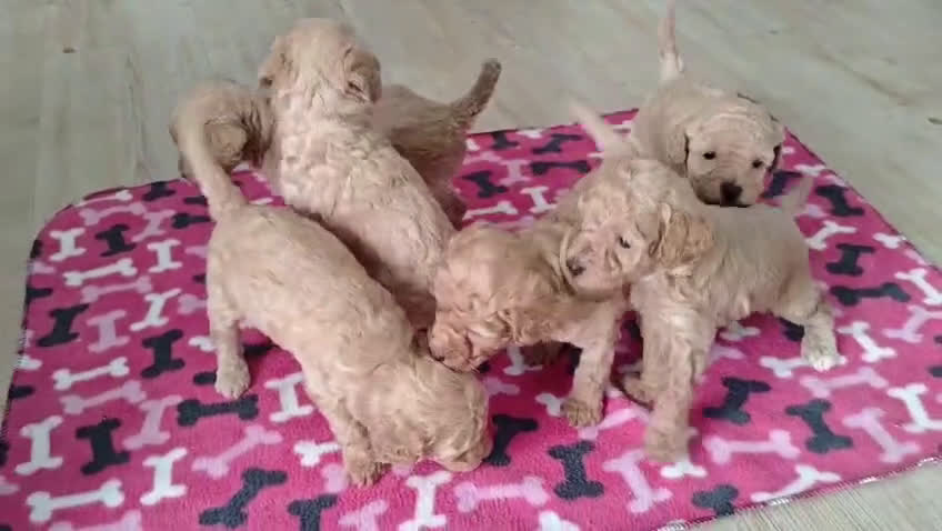 Barboncino cani in vendita: Cucciolata casalinga  - Video 1