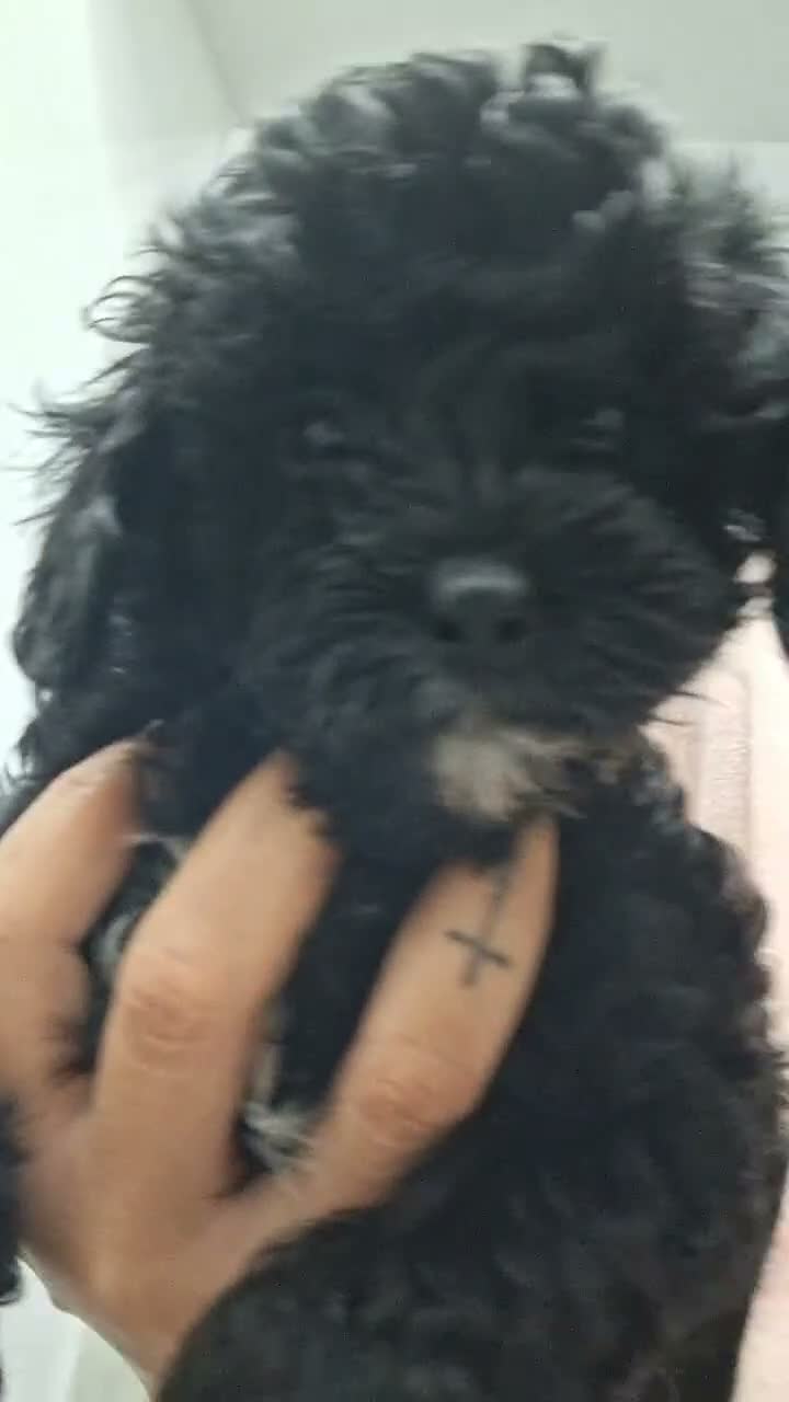 Maltipoo cani in vendita: Cuccioli di maltipo  - Video 1