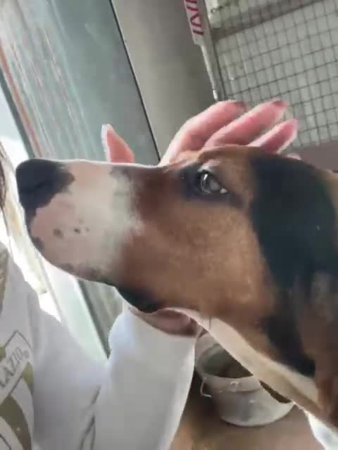 Meticcio cani in regalo: PENELOPE ASPETTA TE - Video 2