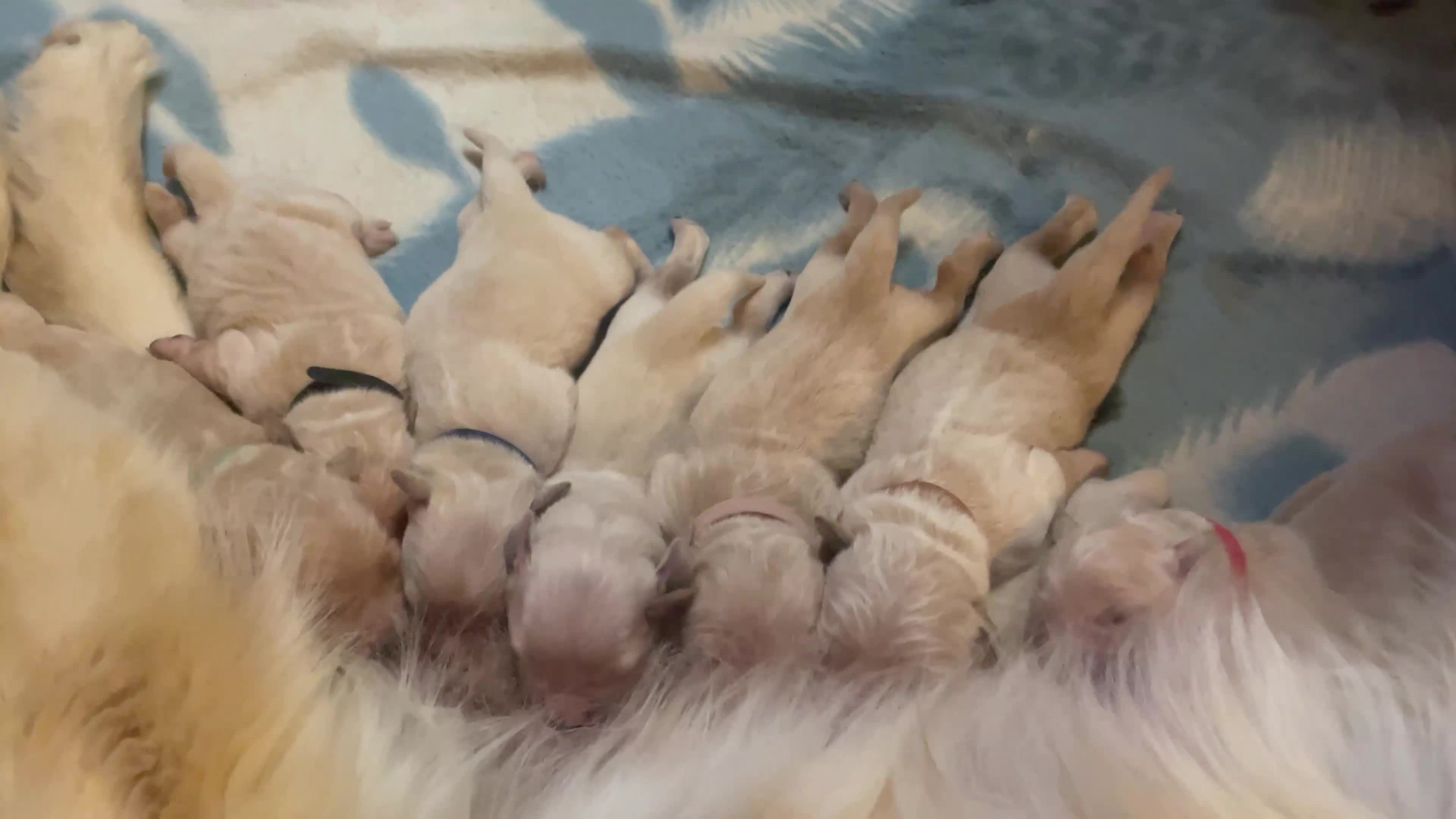 Golden Retriever cani in vendita: Cuccioli di Golden Retriever - Video 2