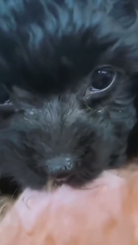 Barboncino Toy cani in vendita: Barboncino nero  - Video 2