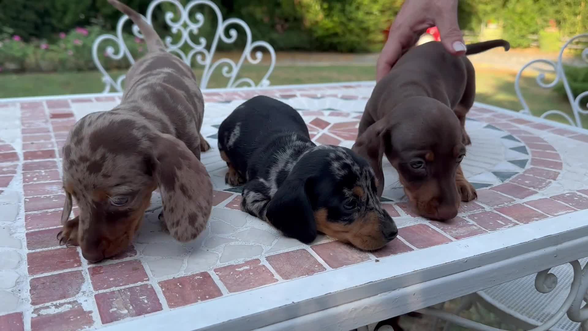 Bassotto cani in vendita: Bassotti pedigree Enci - Video 1