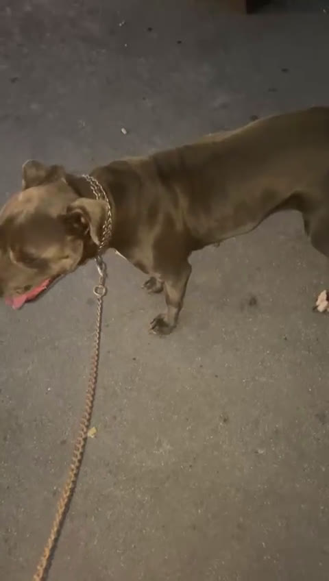 Pitbull cani in regalo: ADOZIONE AISHA 3 ANNI PITBULL SICILIA - Video 1