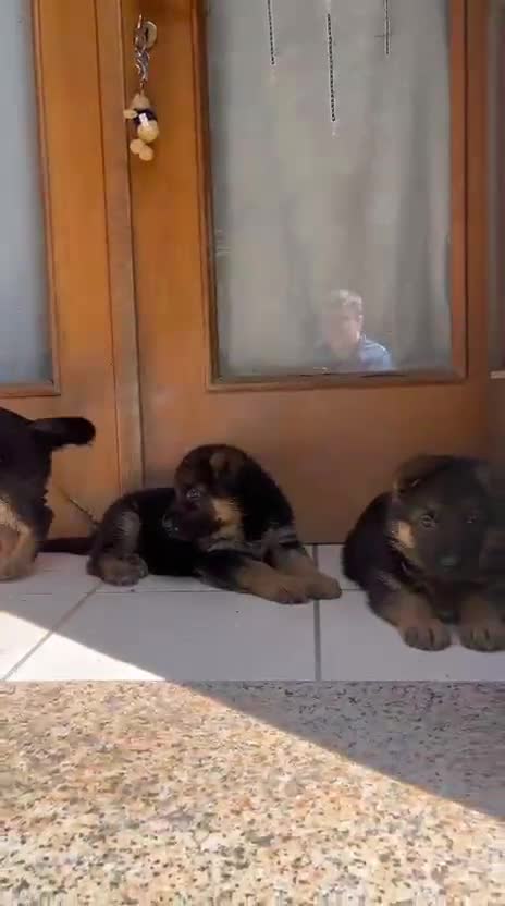Pastore Tedesco cani in vendita: 7 Cuccioli Pastore Tedesco con Pedigree ENCI a Provincia di Verona - Video 1