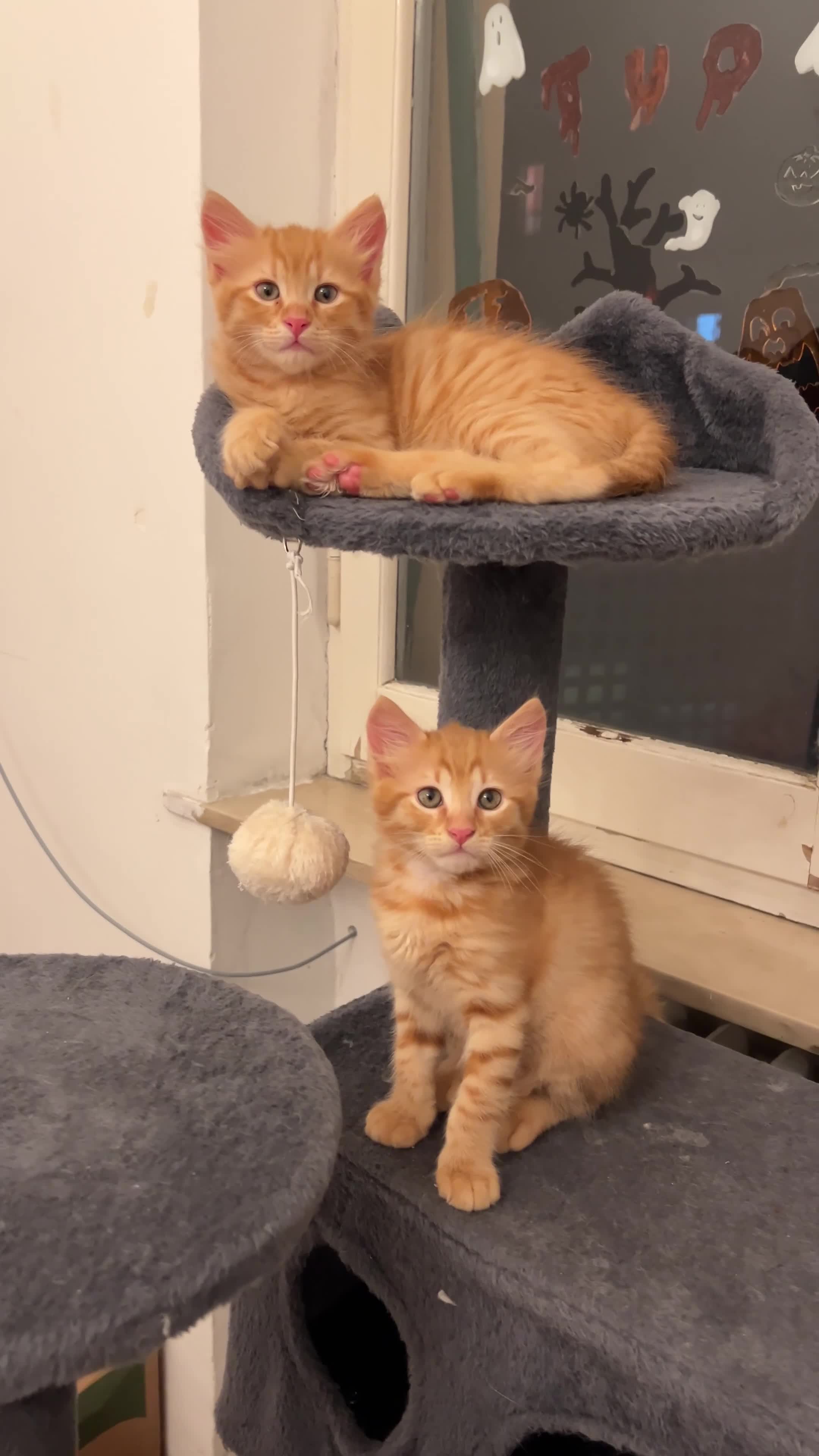 Meticcio gatti in vendita: ADOZIONE DI COPPIA 🐈🐈 - Video 1