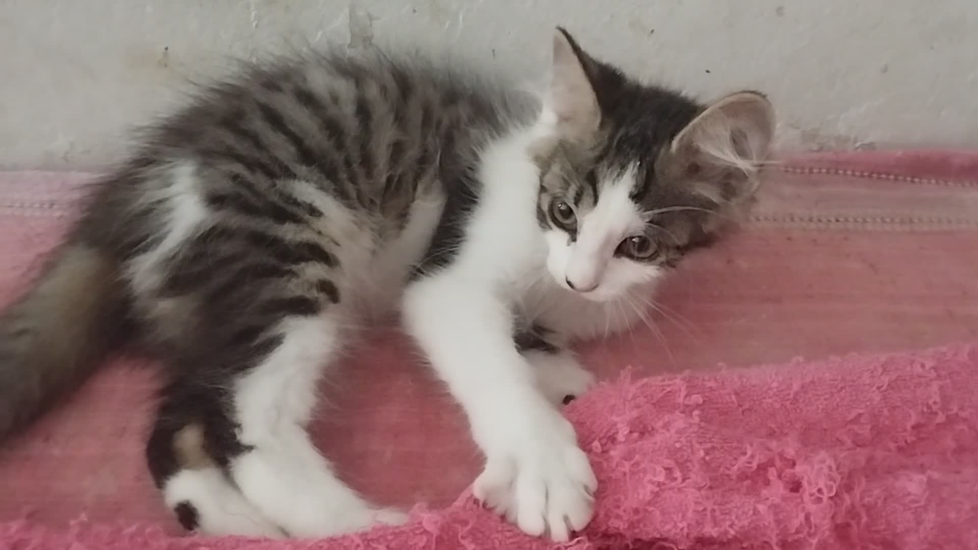 Europeo gatti in regalo: Dolce lucrezia - Video 1